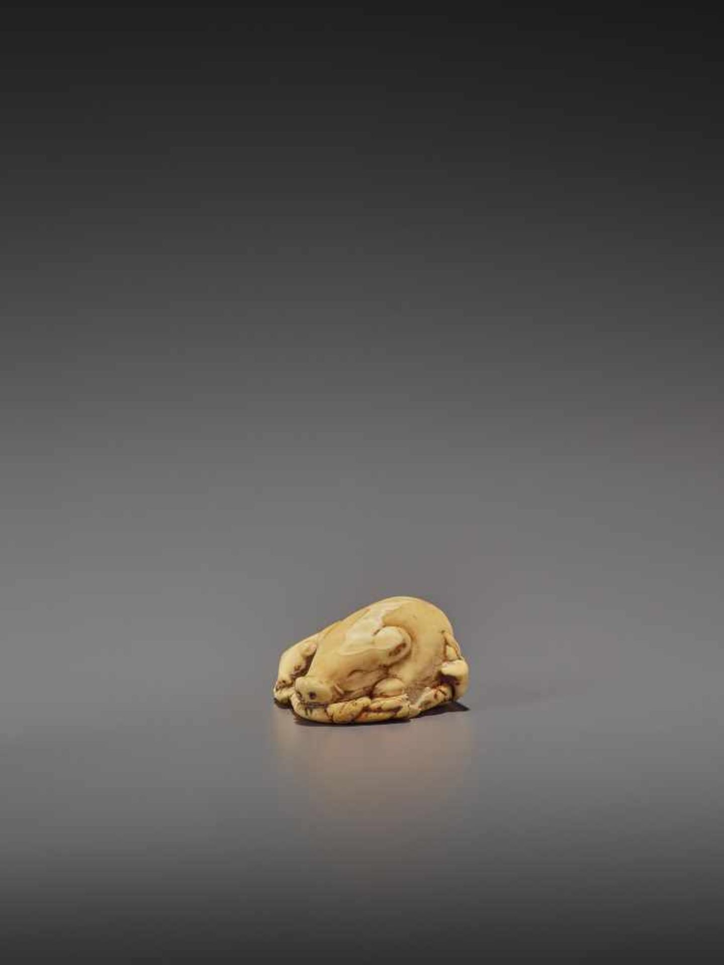 A FINE IVORY NETSUKE OF TWO RESTING BOARS UnsignedJapan, Kyoto, 18th century, Edo period (1615- - Bild 5 aus 9