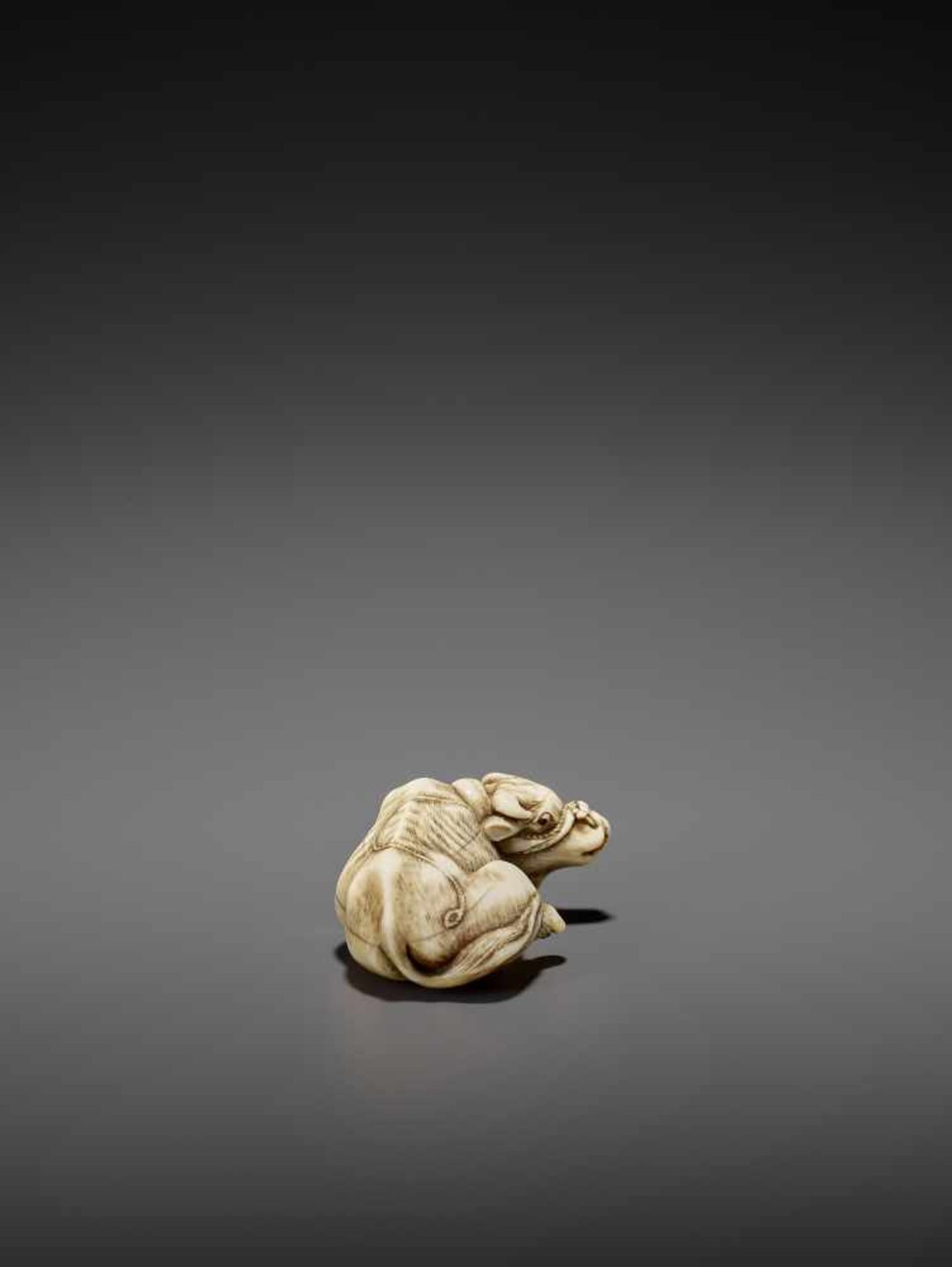 A POWERFUL IVORY NETSUKE OF A RECUMBENT OX LICKING ITS NOSE ATTRIBUTED TO RISUKE GARAKU Unsigned, - Image 11 of 14