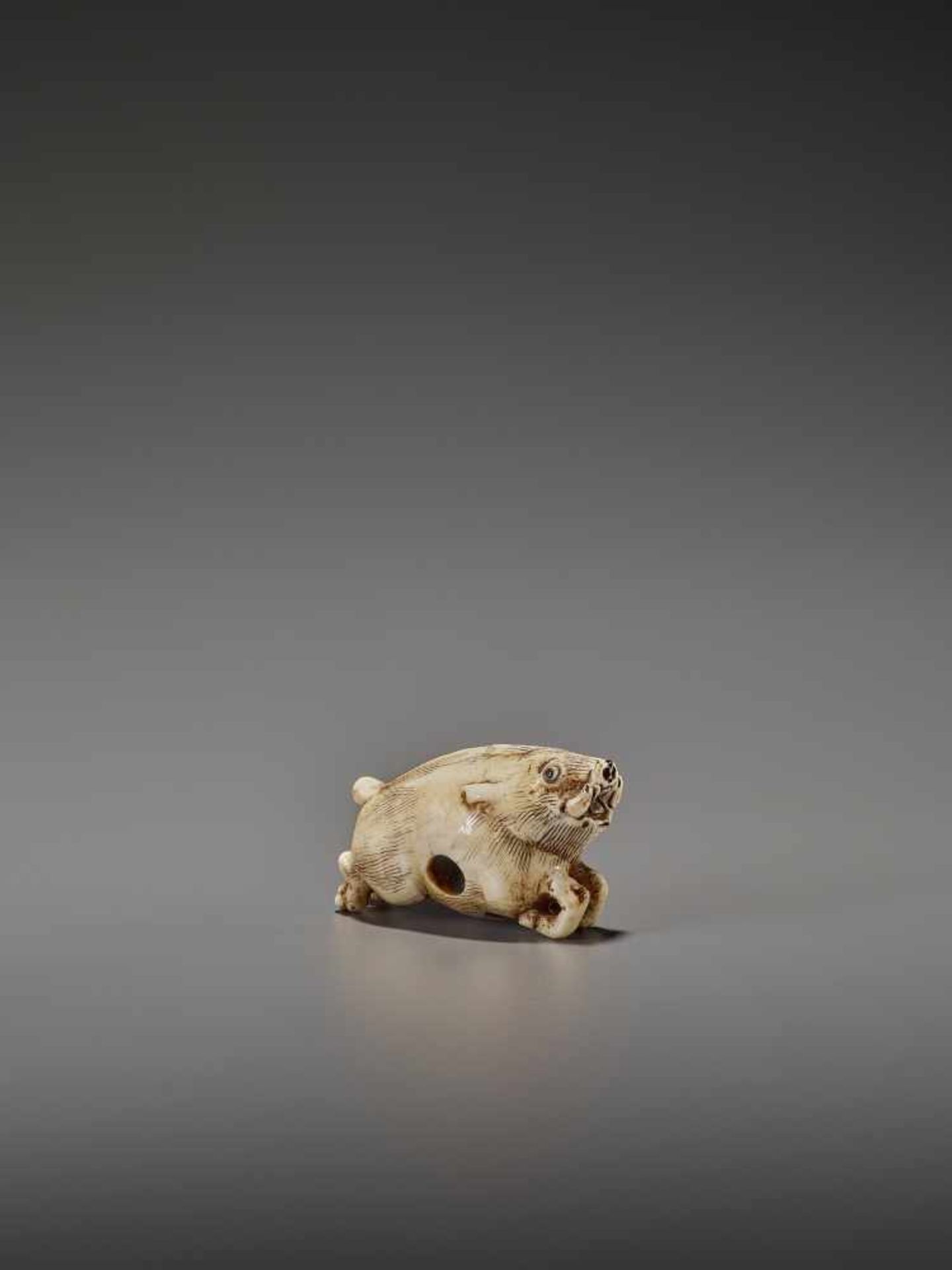 AN UNUSUAL IVORY NETSUKE OF A RUNNING BOAR UnsignedJapan, 18th century, Edo period (1615-1868)A very - Bild 7 aus 11