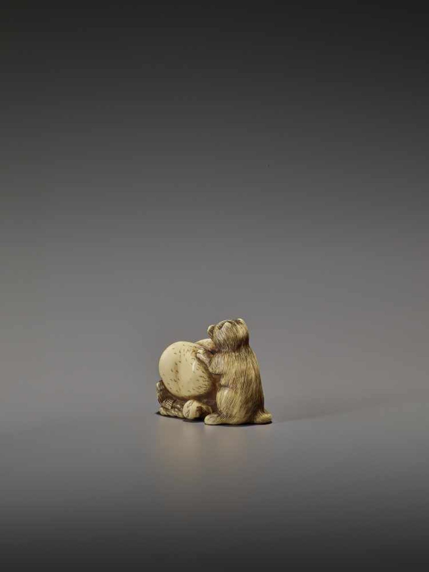 SHUNGETSU: IVORY NETSUKE OF A TANUKI SUFFOCATING A HUNTER WITH HIS SCROTUM By Shungetsu, signed - Image 4 of 11