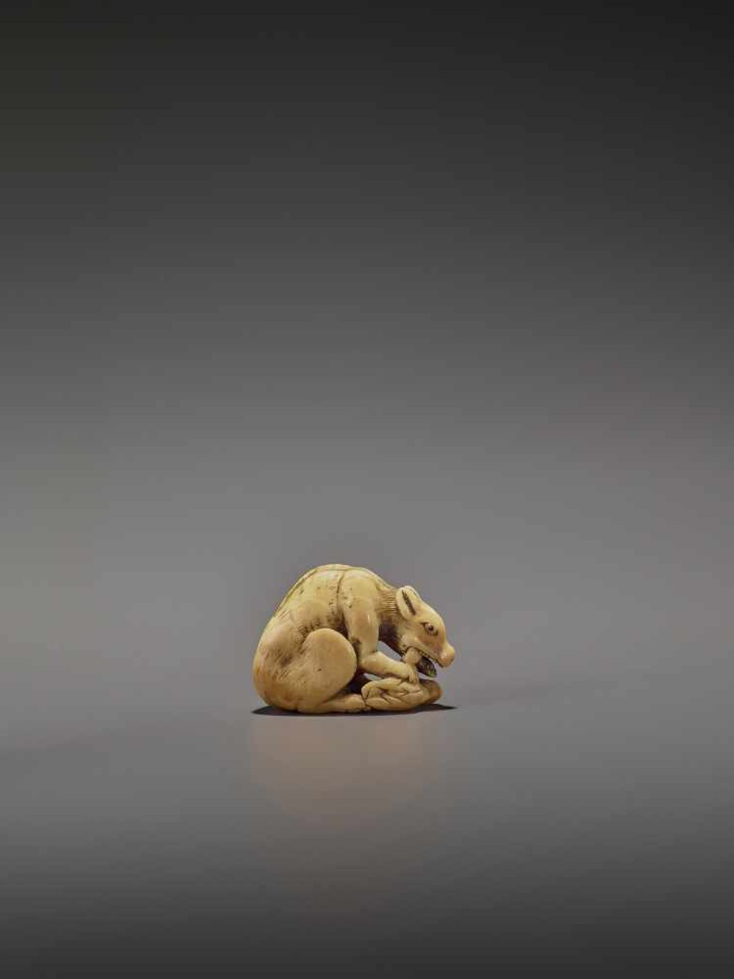 AN EARLY IVORY NETSUKE OF A WOLF WITH HAUNCH UnsignedJapan, Kyoto, 18th century, Edo period (1615- - Bild 9 aus 10