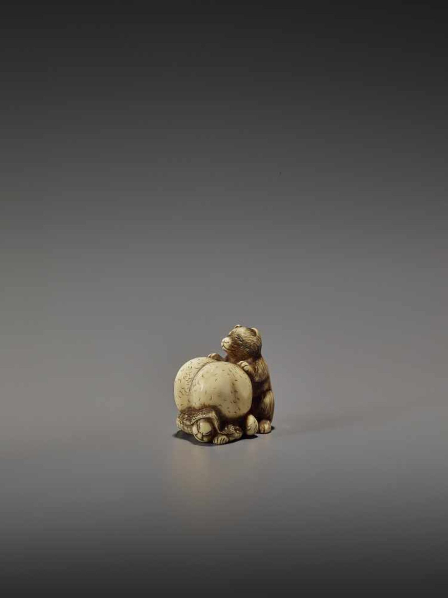 SHUNGETSU: IVORY NETSUKE OF A TANUKI SUFFOCATING A HUNTER WITH HIS SCROTUM By Shungetsu, signed