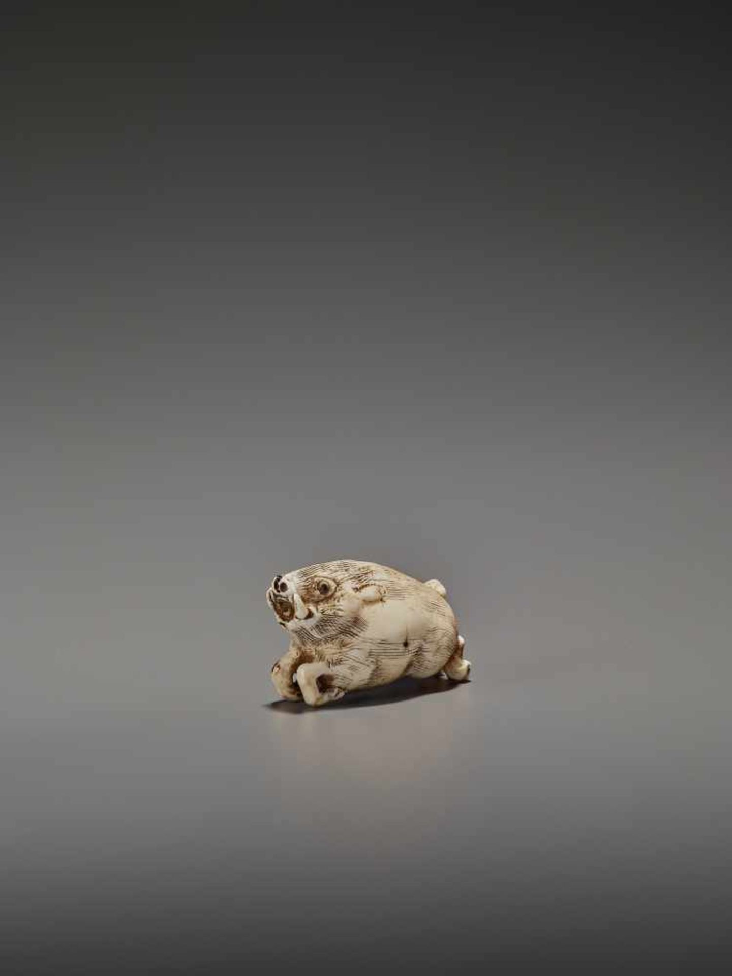 AN UNUSUAL IVORY NETSUKE OF A RUNNING BOAR UnsignedJapan, 18th century, Edo period (1615-1868)A very - Bild 2 aus 11