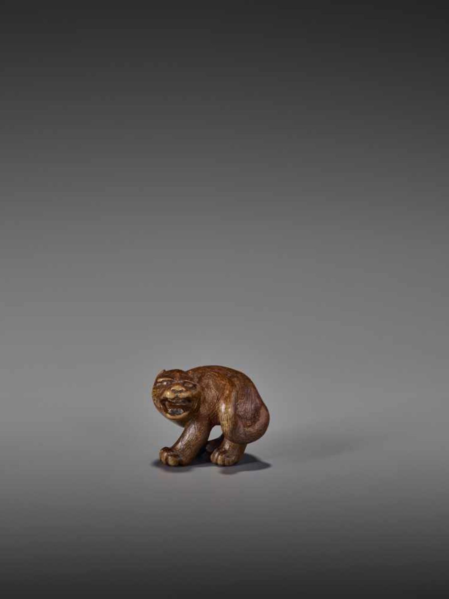 A RARE WOOD NETSUKE OF A SNARLING TIGER UnsignedJapan, 19th century, Edo period (1615-1868)A compact - Bild 9 aus 11