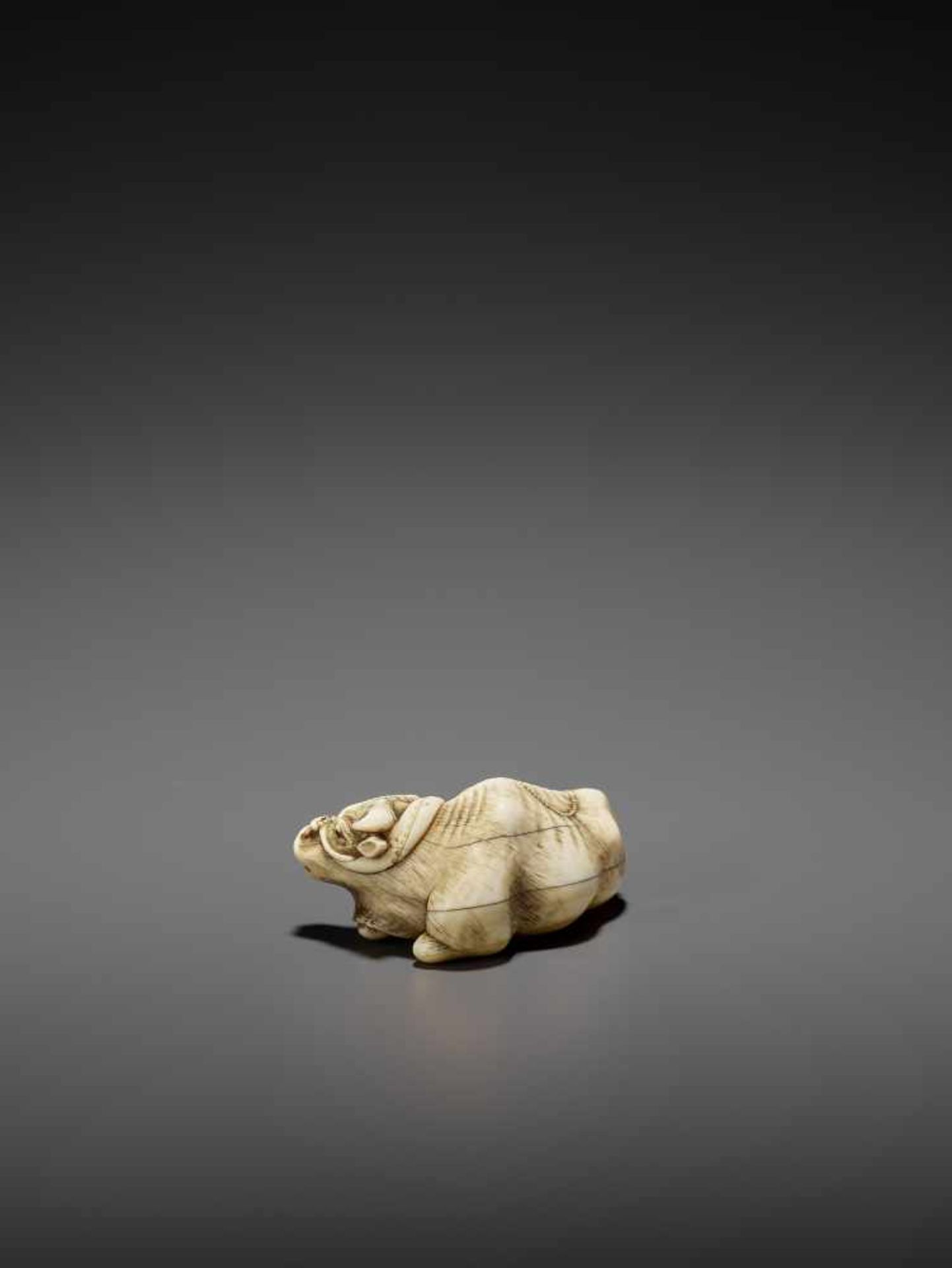 A POWERFUL IVORY NETSUKE OF A RECUMBENT OX LICKING ITS NOSE ATTRIBUTED TO RISUKE GARAKU Unsigned, - Image 9 of 14