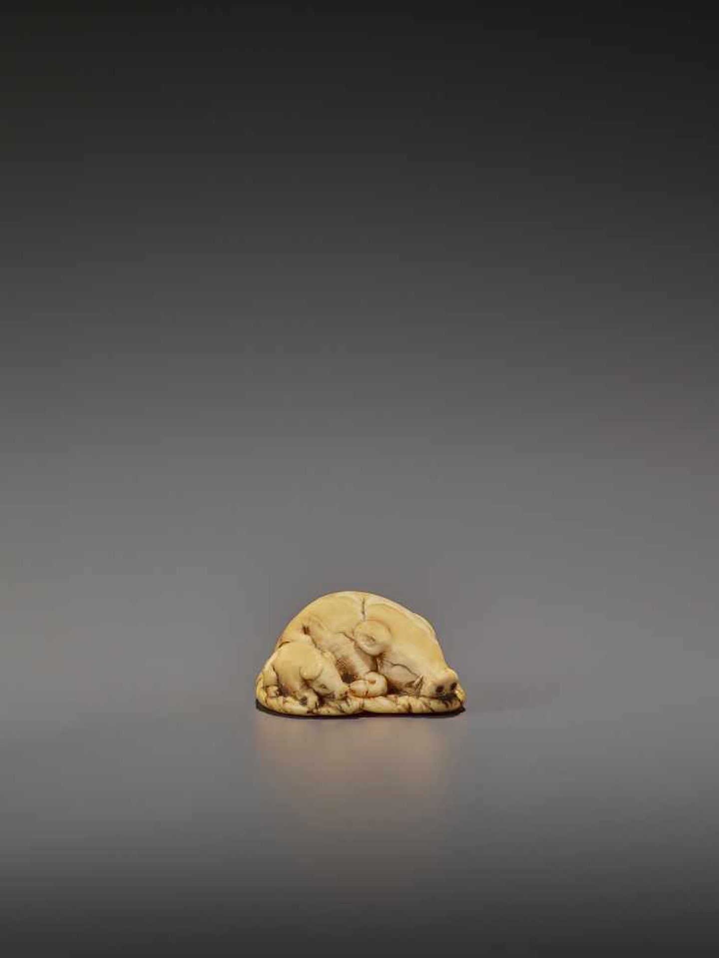 A FINE IVORY NETSUKE OF TWO RESTING BOARS UnsignedJapan, Kyoto, 18th century, Edo period (1615- - Bild 3 aus 9