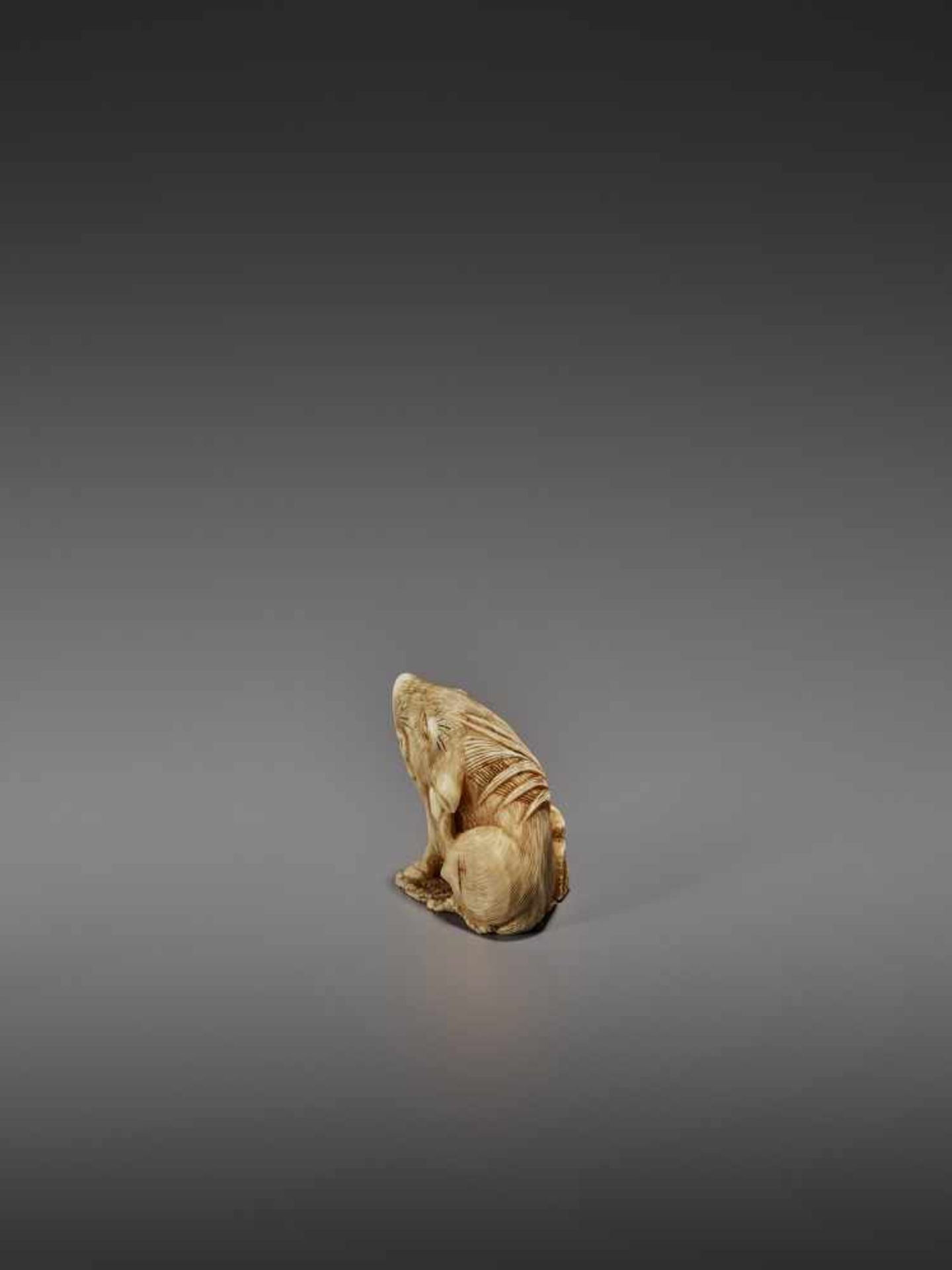 MASAYUKI: A FINE IVORY NETSUKE OF A BOAR SCRATCHING ITS EAR By Masayuki, signed MasayukiJapan, - Bild 5 aus 13