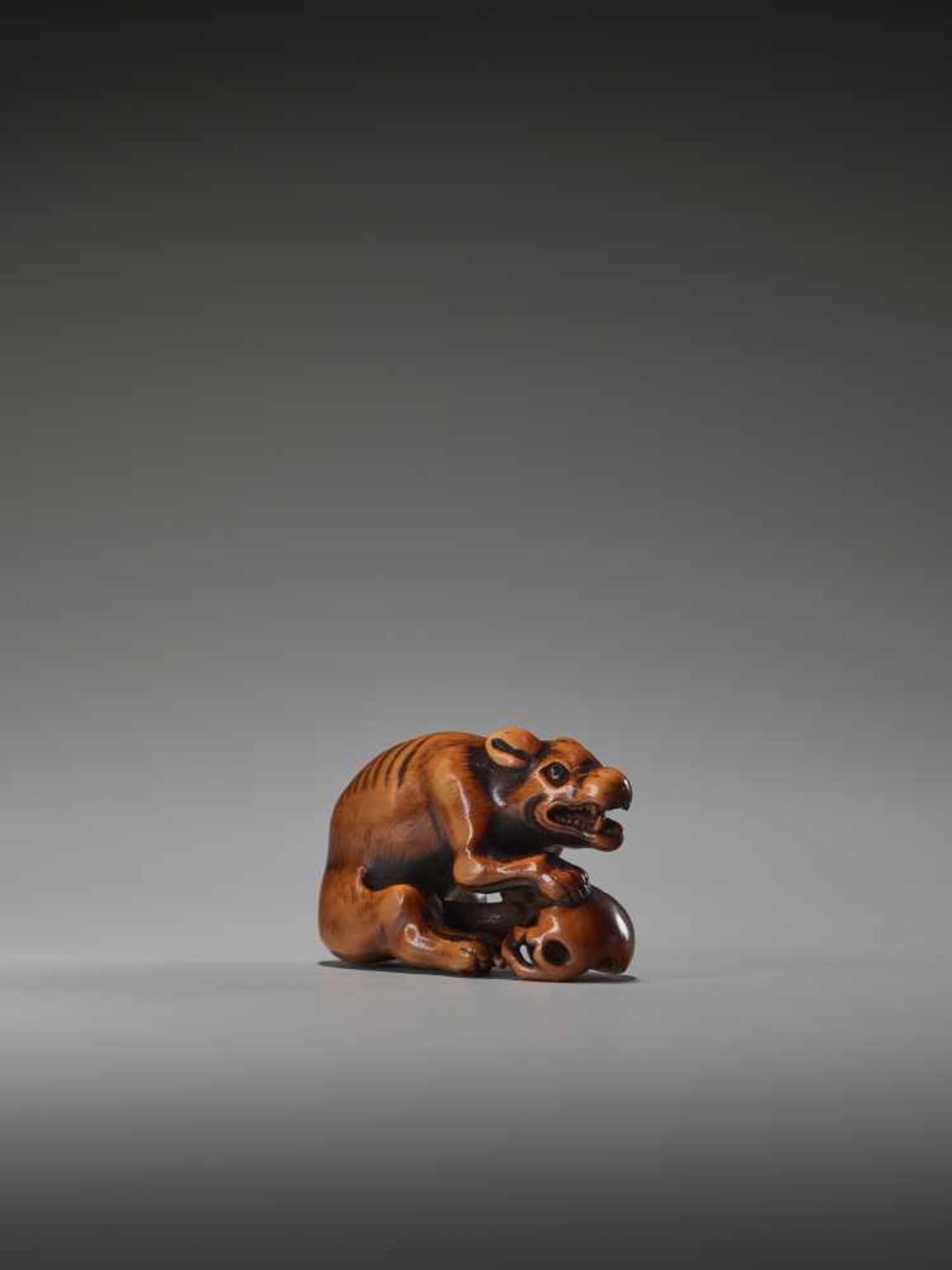 A POWERFUL WOOD NETSUKE OF A WOLF WITH A SKULL UnsignedJapan, 18th century, Edo period (1615-1868)