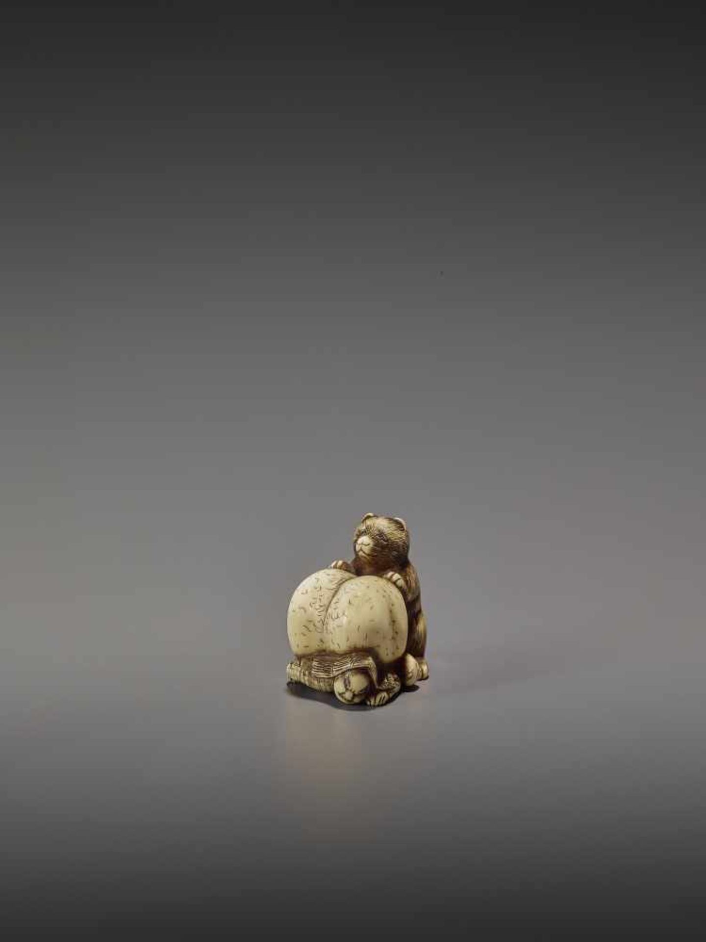 SHUNGETSU: IVORY NETSUKE OF A TANUKI SUFFOCATING A HUNTER WITH HIS SCROTUM By Shungetsu, signed - Bild 2 aus 11