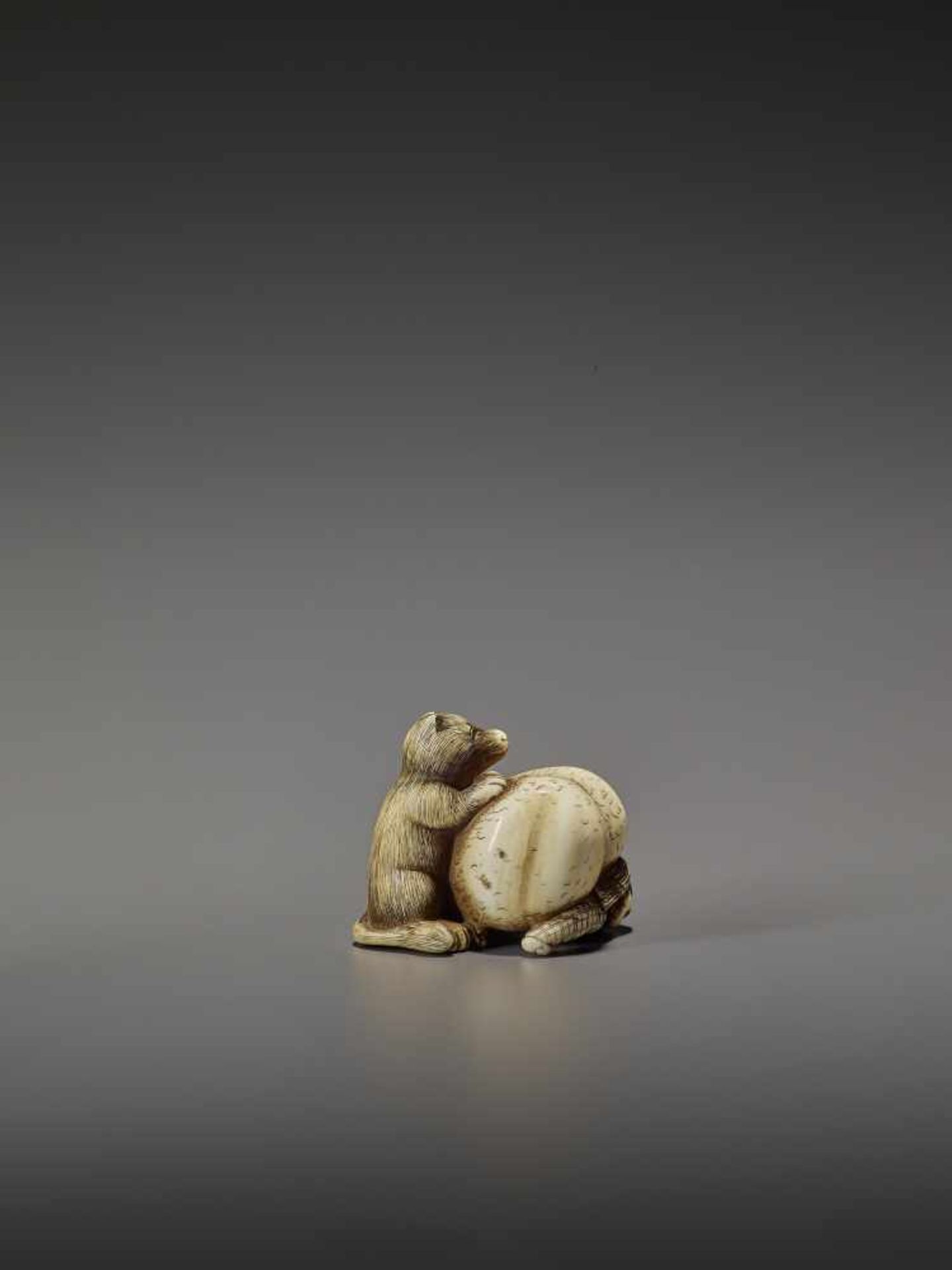 SHUNGETSU: IVORY NETSUKE OF A TANUKI SUFFOCATING A HUNTER WITH HIS SCROTUM By Shungetsu, signed - Image 7 of 11