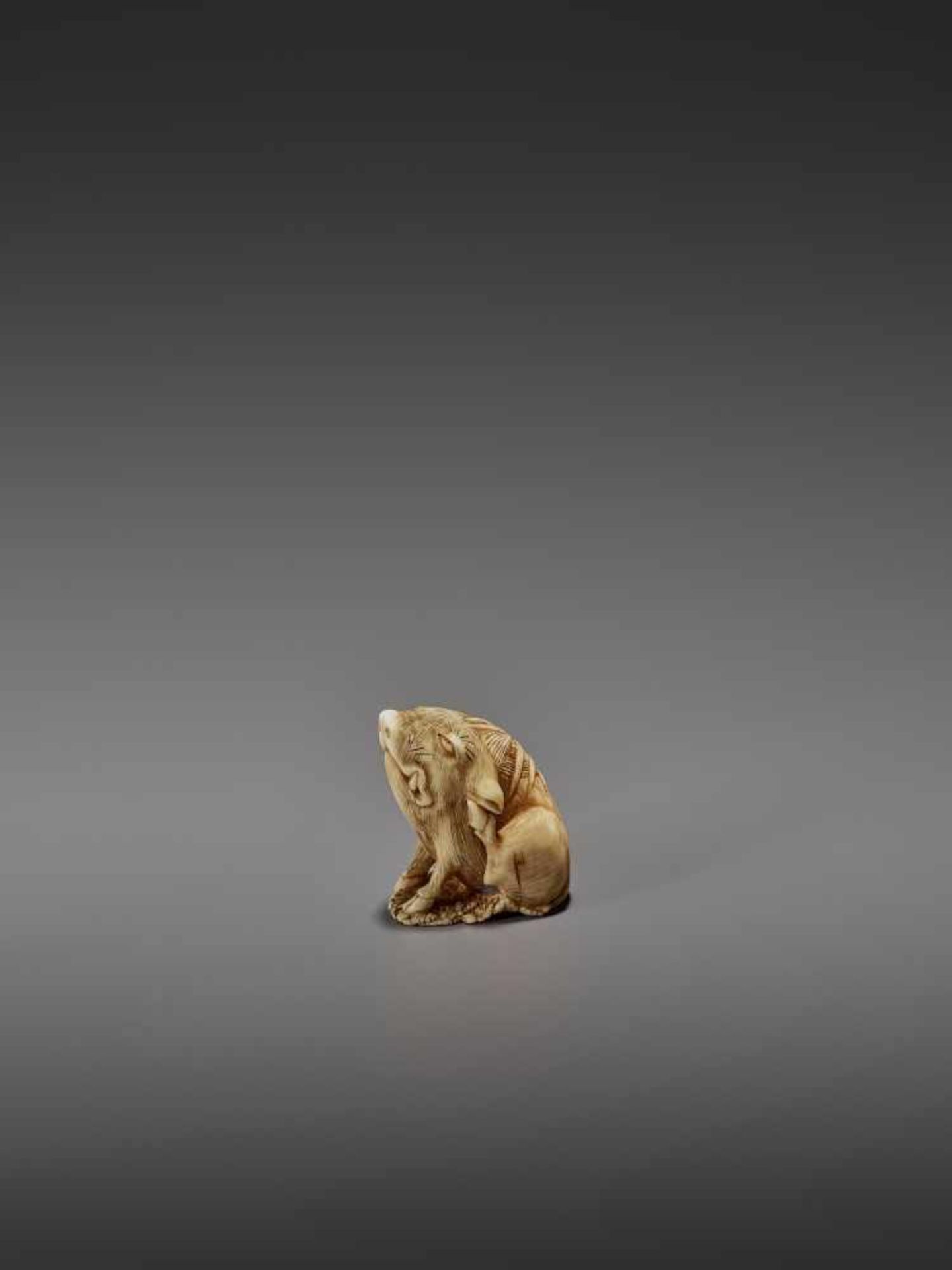 MASAYUKI: A FINE IVORY NETSUKE OF A BOAR SCRATCHING ITS EAR By Masayuki, signed MasayukiJapan,