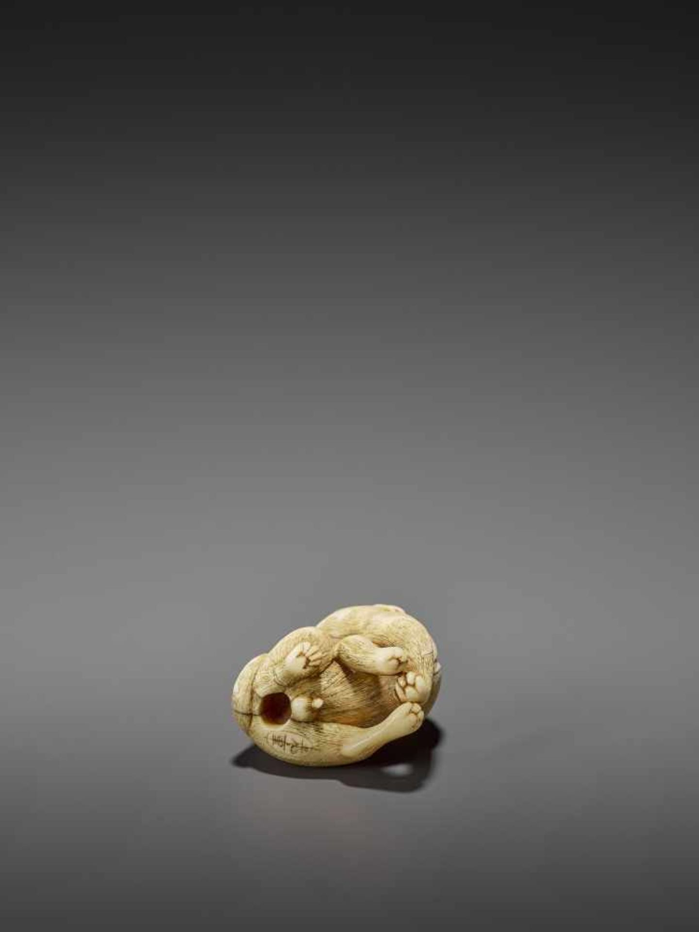 MITSUSHIGE: A POWERFUL IVORY NETSUKE OF A TIGER By Mitsushige, signed MitsushigeJapan, Kyoto, late - Image 9 of 12