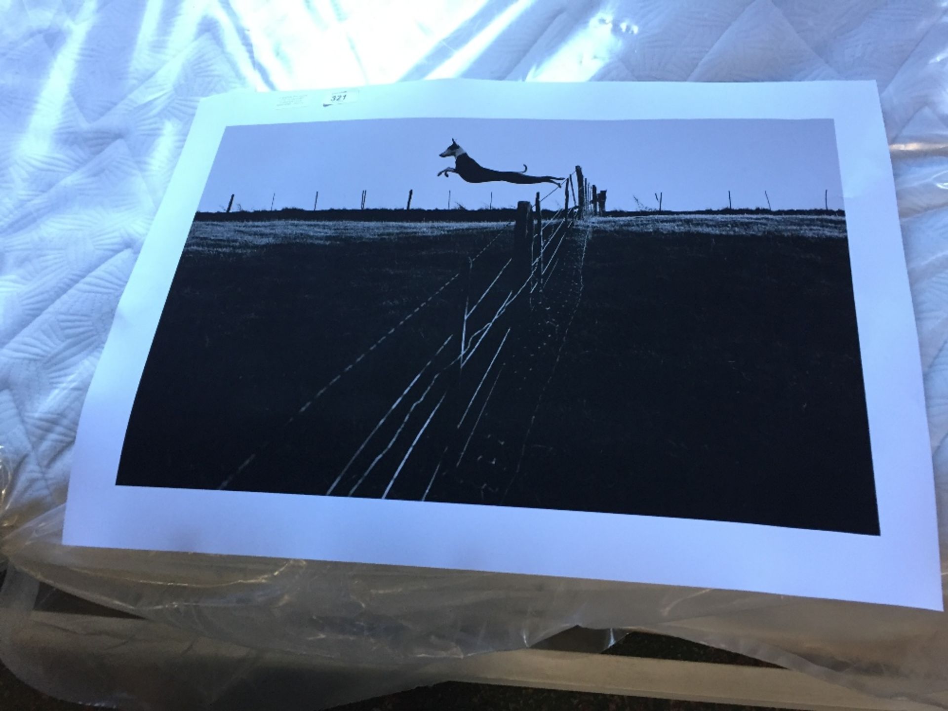 Magnolia Box Leaping Lurcher by Fay Godwin Photographic Print (MGBO9369 - 10312/3)