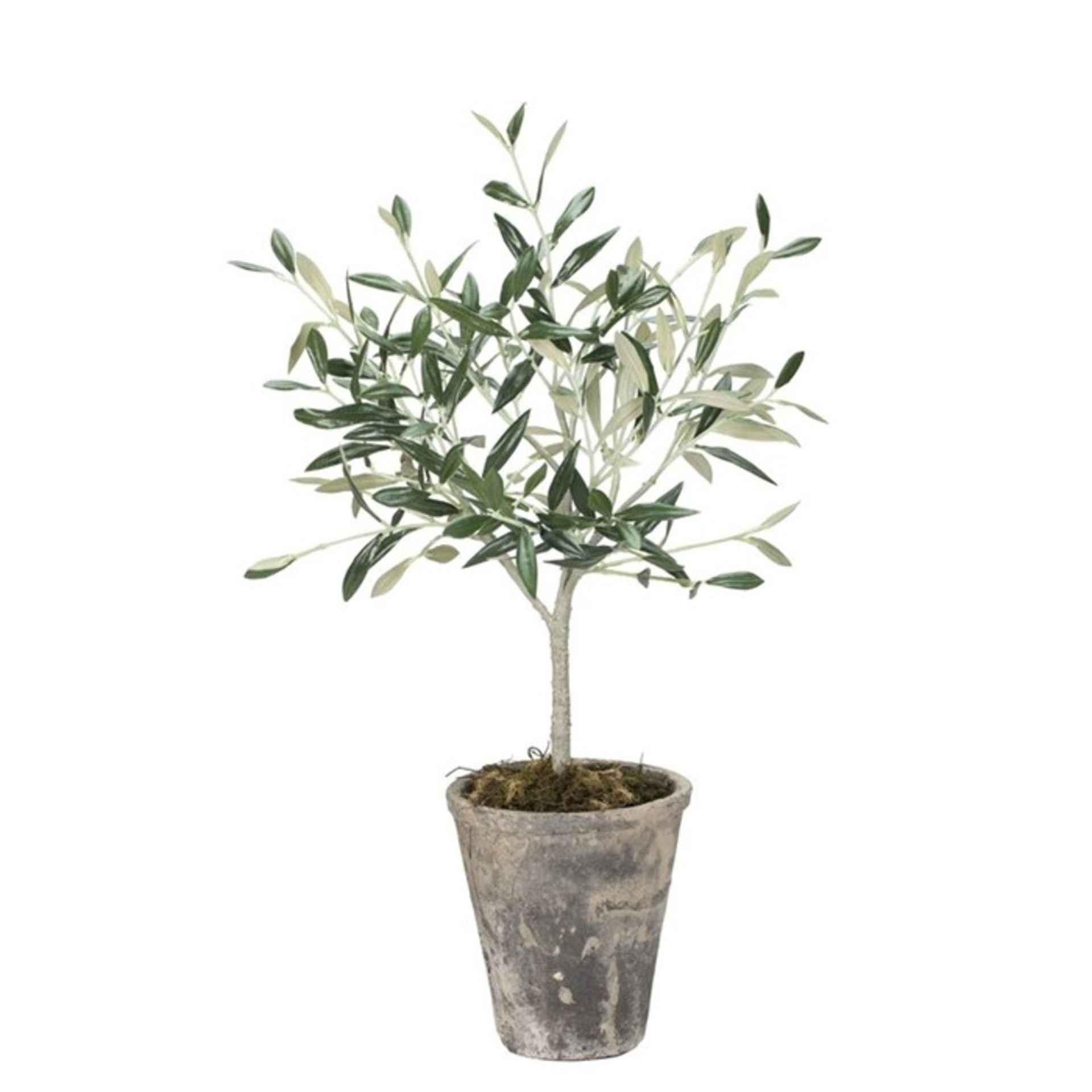 Lene Bjerre Flora Floor Olive Tree Tree in Planter (BJER2345#http://BJER2345# - 14764/5) 3A