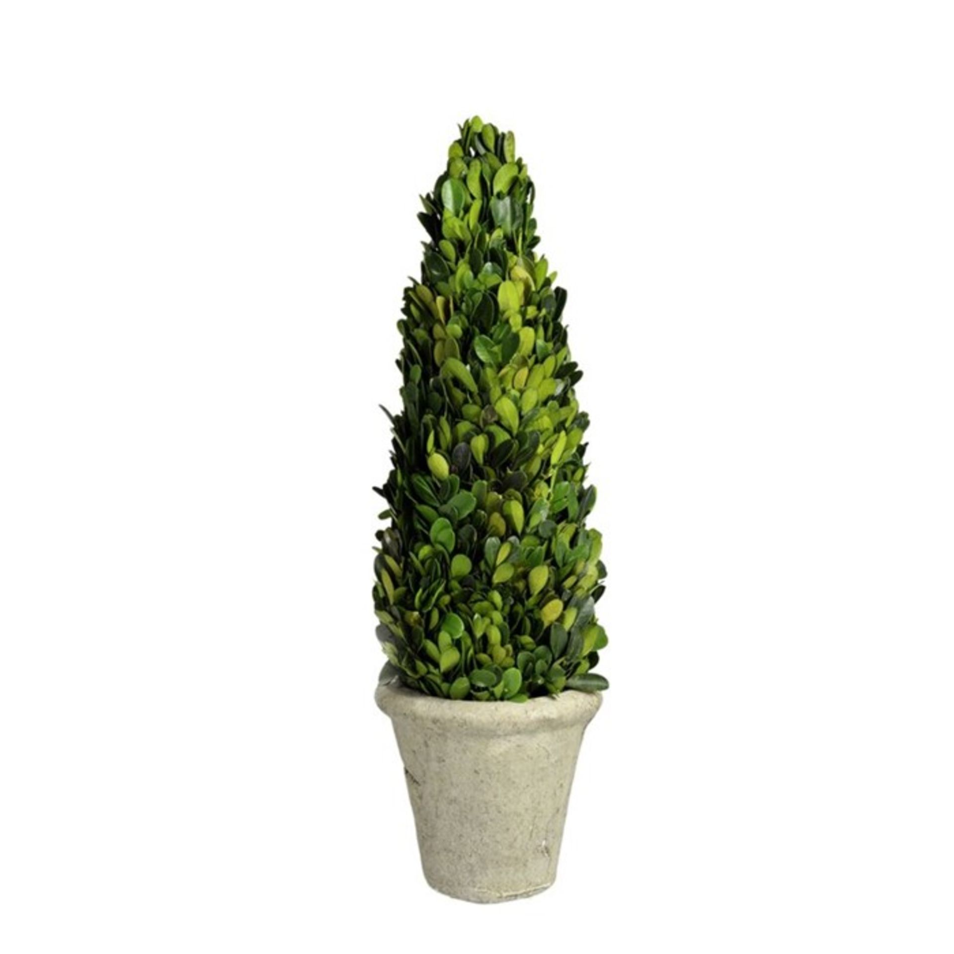 World Menagerie Buxus Tree in Pot (ICXB2437 - 14729/22) 2I