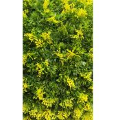 Boxed 35cm Decorative Garden Balls with Green Grass and Yellow Fern