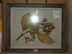 Boxed Set of 6 Uttermost Floral Framed Wall Art Pictures Combined RRP £145 (10727)(DOHM1014)