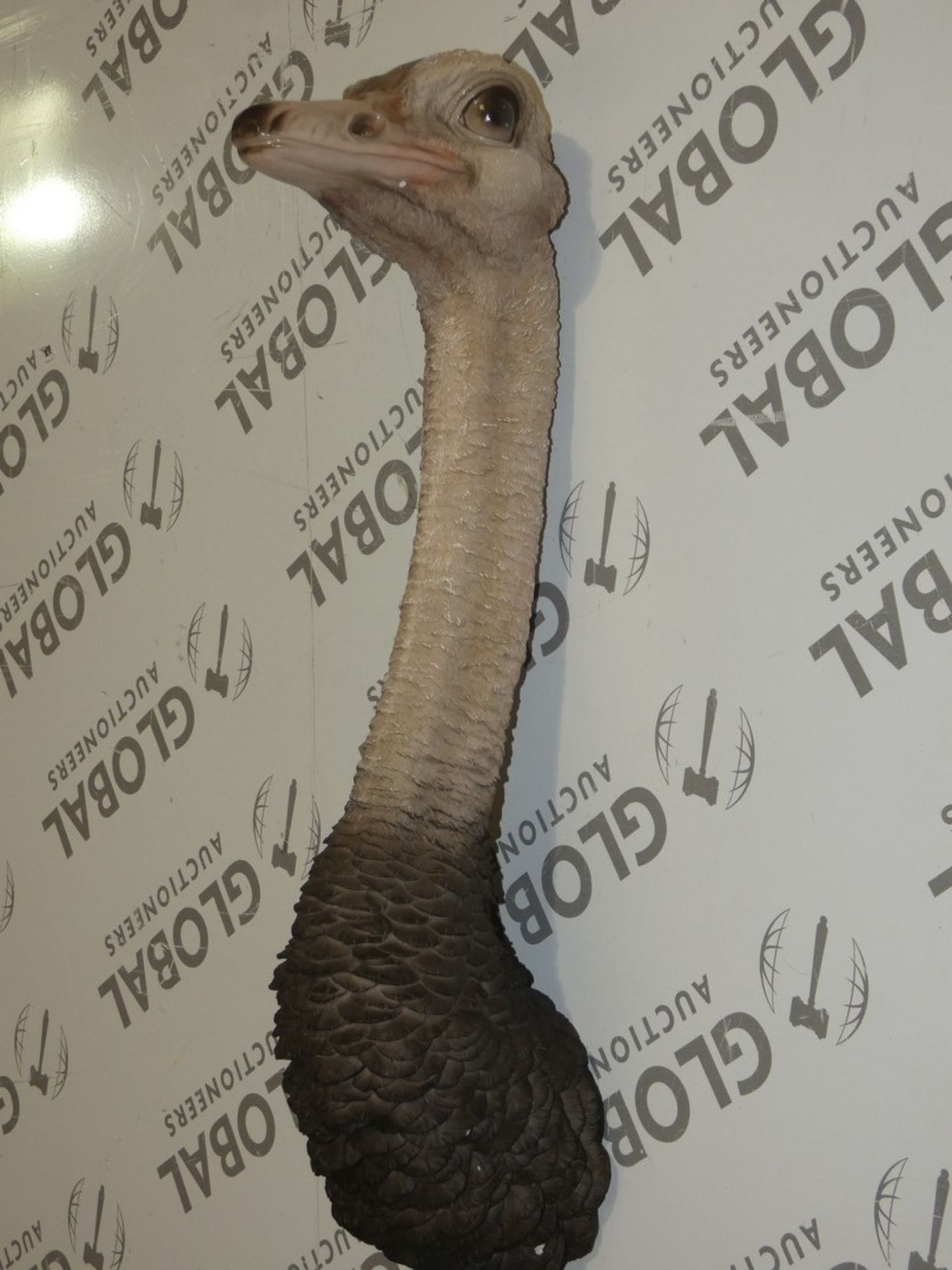 Boxed Wall Mounting Decorative Ostrich Head RRP £80 (14252) (Public Viewing and Appraisals