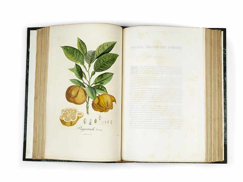 POITEAU, Pierre-Antoine. Pomologie francaise. Recueil des plus beaux fruits cultivés en France. 4 - Image 20 of 27