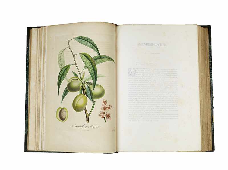 POITEAU, Pierre-Antoine. Pomologie francaise. Recueil des plus beaux fruits cultivés en France. 4 - Image 17 of 27