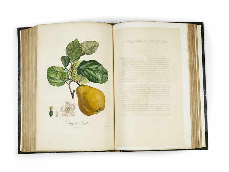 POITEAU, Pierre-Antoine. Pomologie francaise. Recueil des plus beaux fruits cultivés en France. 4 - Image 13 of 27