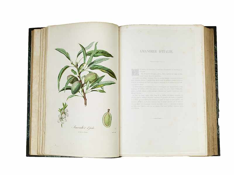 POITEAU, Pierre-Antoine. Pomologie francaise. Recueil des plus beaux fruits cultivés en France. 4 - Image 16 of 27