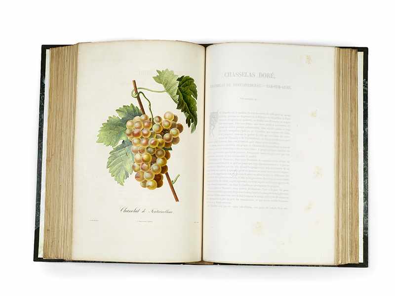 POITEAU, Pierre-Antoine. Pomologie francaise. Recueil des plus beaux fruits cultivés en France. 4 - Image 9 of 27