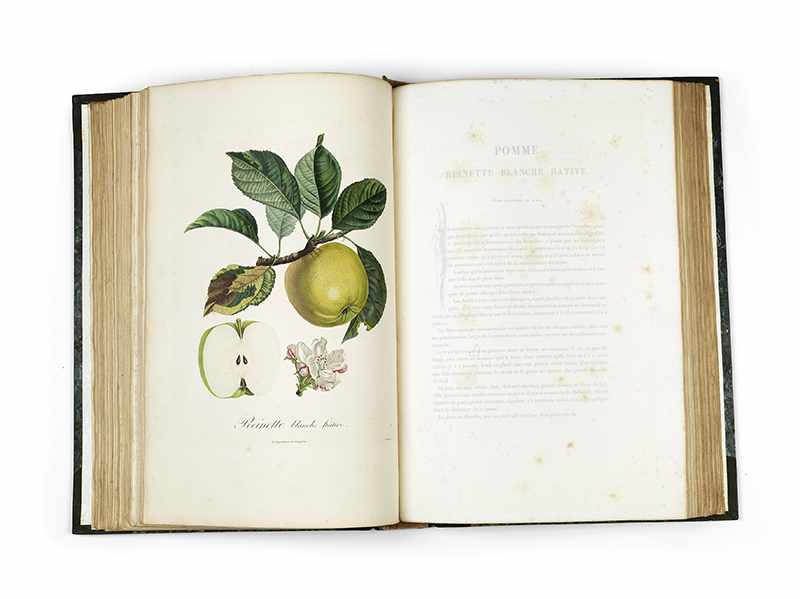 POITEAU, Pierre-Antoine. Pomologie francaise. Recueil des plus beaux fruits cultivés en France. 4 - Image 12 of 27