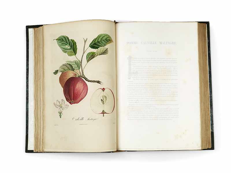 POITEAU, Pierre-Antoine. Pomologie francaise. Recueil des plus beaux fruits cultivés en France. 4 - Image 11 of 27