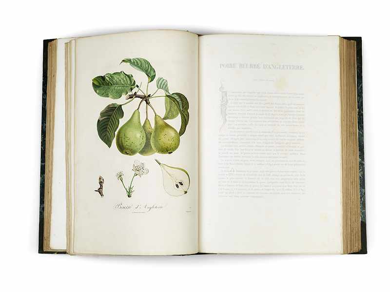 POITEAU, Pierre-Antoine. Pomologie francaise. Recueil des plus beaux fruits cultivés en France. 4 - Image 10 of 27