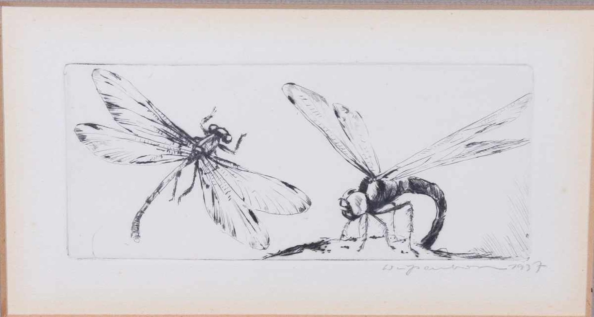 Zwei LibellenUnbekannter Künstler, Radierung, u.r. unleserlich bleistiftsigniert, dat. 1937, ca. 5, - Image 2 of 3