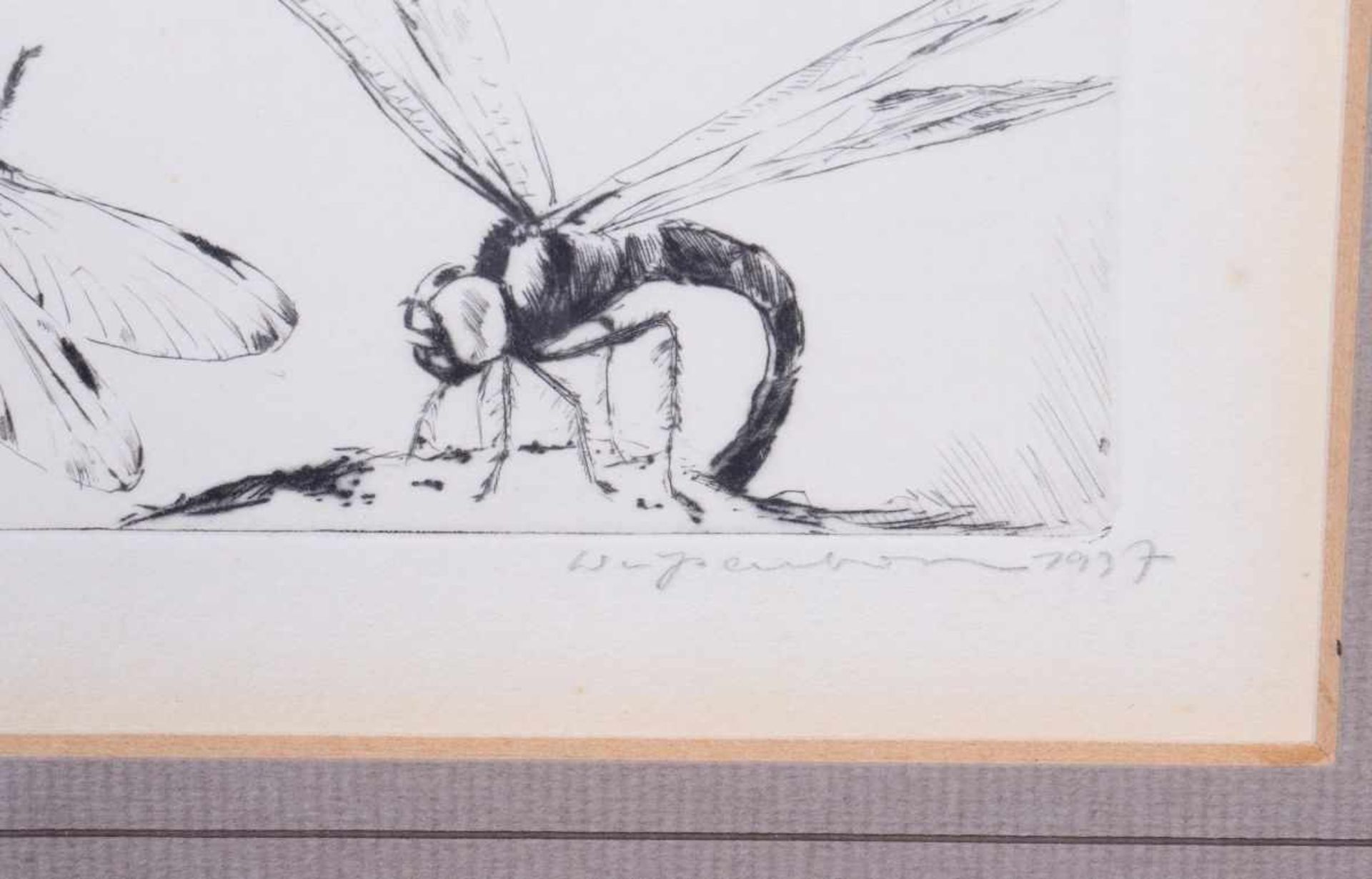 Zwei LibellenUnbekannter Künstler, Radierung, u.r. unleserlich bleistiftsigniert, dat. 1937, ca. 5, - Image 3 of 3