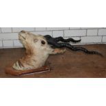 **REOFFER IN APR LONDON 20/40**A stuffed and mounted head of an Impala,