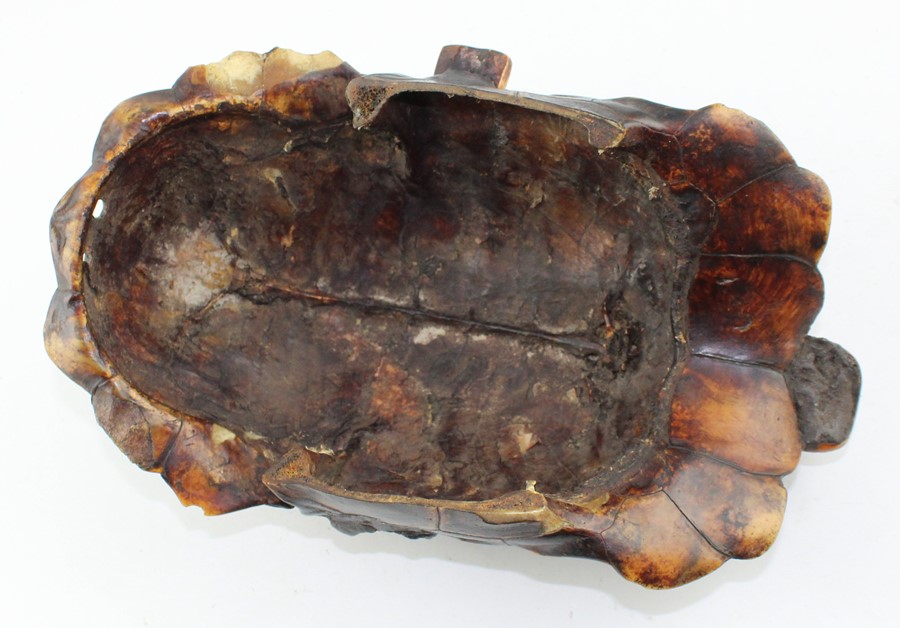 19th century tortoiseshell and stained bone tribal mask,  carved in relief with a face, 28 cm x 18 - Image 4 of 4