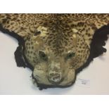 Taxidermy interest: a Leopard skin rug.