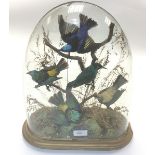 Taxidermy interest: A glass domed display with a gilded wooden base, of five Birds of Paradise.