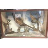 Taxidermy interest: a large glass case, 3ft wide x 2ft high x 1 ft deep containing six birds,