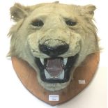 Taxidermy interest: a 19th Century Taxidermy Lions head, mounted on a later wooden shield.