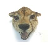 Taxidermy interest: a 19th Century Taxidermy Cheetahs head, together a later wooden shield.