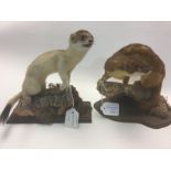 Taxidermy interest: a pair of Taxidermy Stoats mounted in naturalistic form sitting on tree