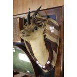 Antelope head with zebra shield,