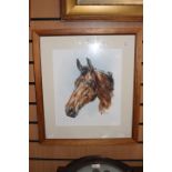 Gillian Bush (20th Century) study of a bay horse, watercolour, 36 x 31, signed L.