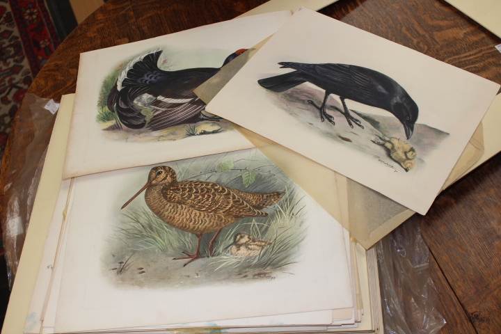 Ornithology / Natural History Interest.