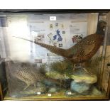 Taxidermy interest: a cased brace of Pheasants (Male and Female) Case size 83cm in width,