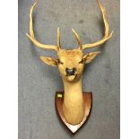 Taxidermy interest: a Stags head. Height approx 78cm. Width of antlers approx 51cm.