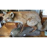 Taxidermy interest; early 20th Century Fox on a wooden stand. 38cm in height x 84cm in length.