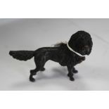Bronze poodle with un-styled tail, cold painted collar, makers mark to base of body, H 7cms,