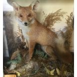 Taxidermy interest: a cased taxidermy Fox.