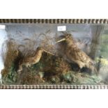 Taxidermy interest: A late 19th/early 20th Century taxidermy case, depicting snipe birds,