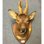 Taxidermy interest: Deers head on wooden shield. Approx 50cm in height.